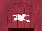 bird flying in a cage bird flying in a cage